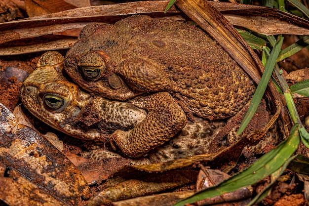 Adult Cururu Toads