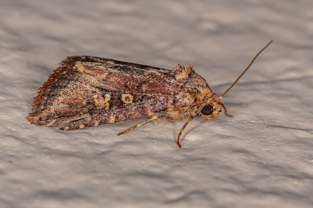 Adult Cutworm Moth of the Family Noctuidae