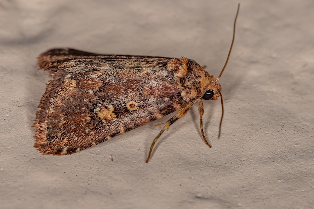 Adult Cutworm Moth of the Family Noctuidae