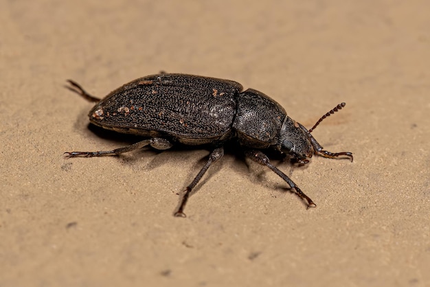 Photo adult darkling beetle