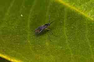 Photo adult darkwinged fungus gnat