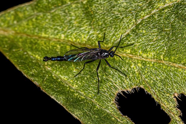 Photo adult darkwinged fungus gnat