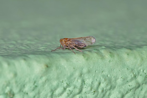 성인 Delphacid Planthopper 곤충