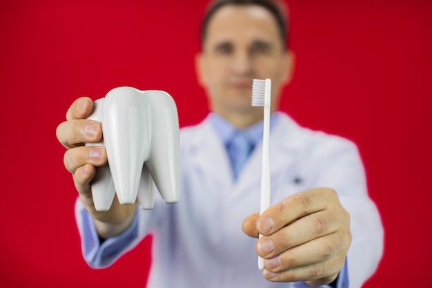 Adult dentist holds toothbrush a tooth model