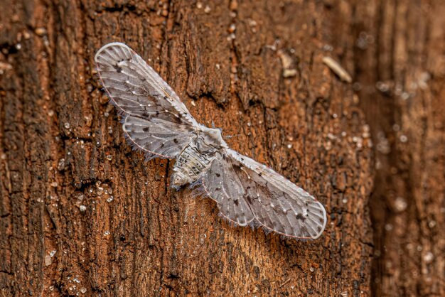 Photo adult derbid planthopper