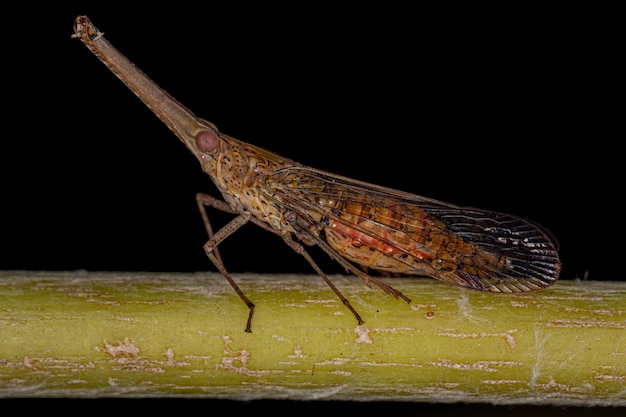 Adult Dictyopharid Planthopper Insect