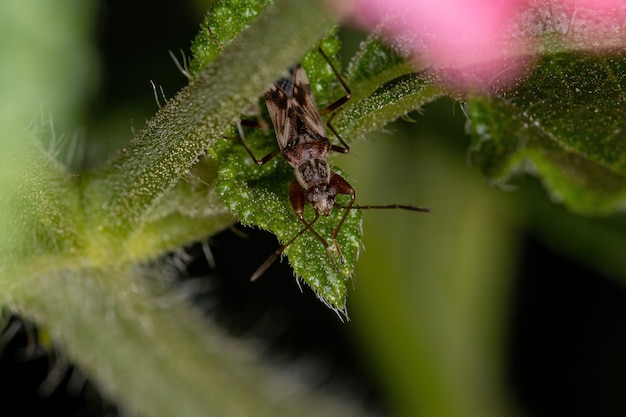 Photo adult dirt-colored seed bug of the tribe myodochini