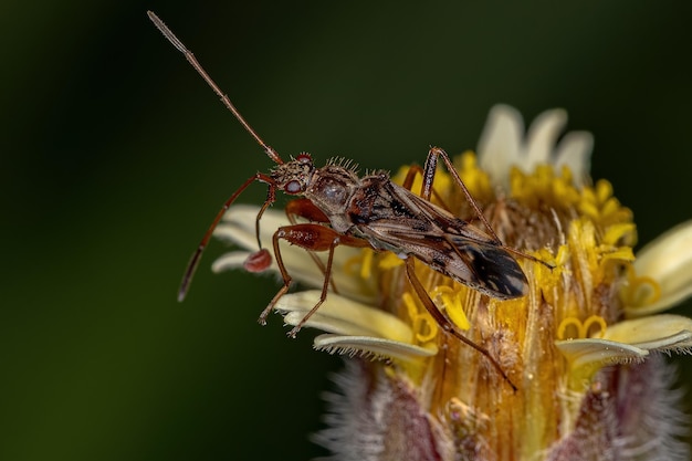 Photo adult dirt-colored seed bug of the tribe myodochini