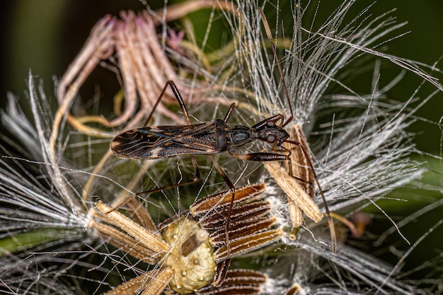 Adult Dirtcolored Seed Bug