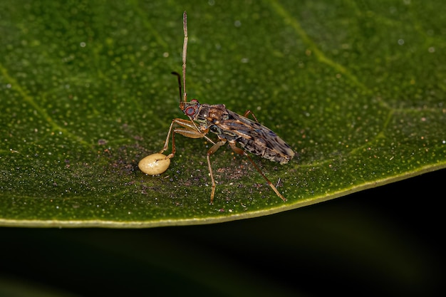 Photo adult dirtcolored seed bug