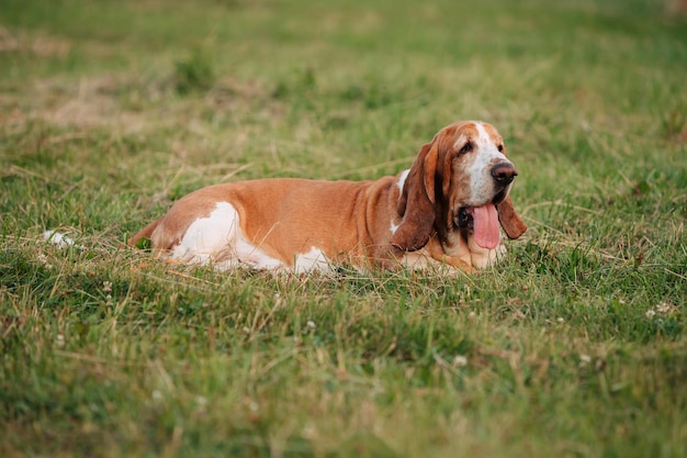 An adult dog of the Basset Hound breed walks in nature