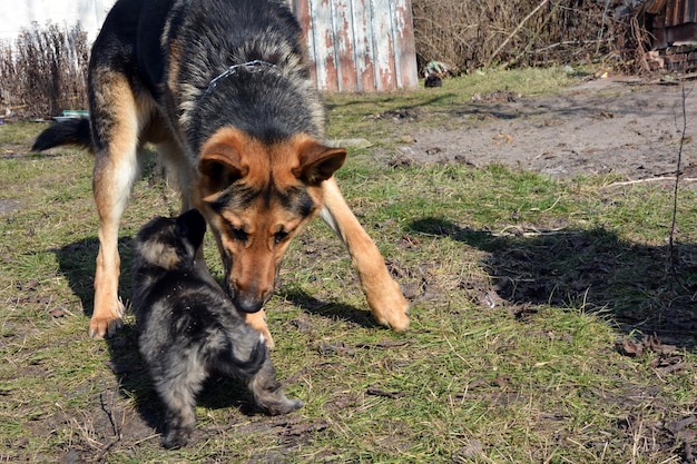 An adult dog of the German Shepherd breed sniffs with a gray puppy on green grass