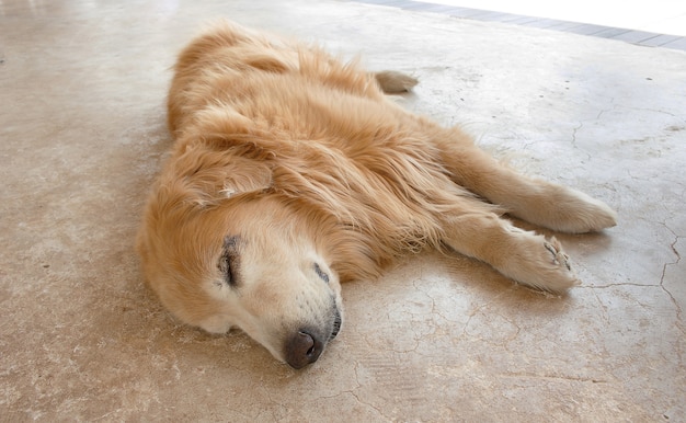 Adult dog is sleeping on the ground.