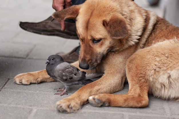 An adult dog protects a small wild pigeon on the street