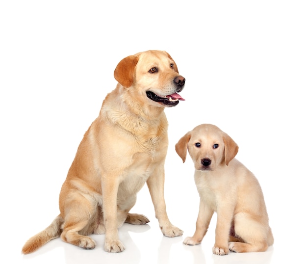 Cane adulto con cucciolo seduto