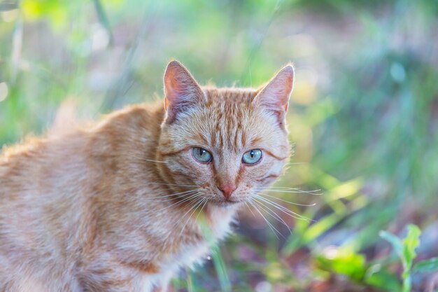 Adult domestic cat sitting in grass