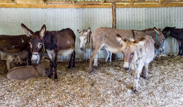 Adult donkey mother with young foal colt and many other donkeys