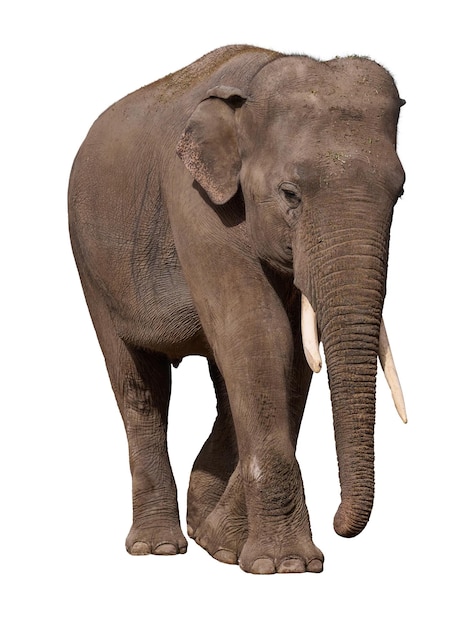 adult elephant with tusks on isolated background animal walking