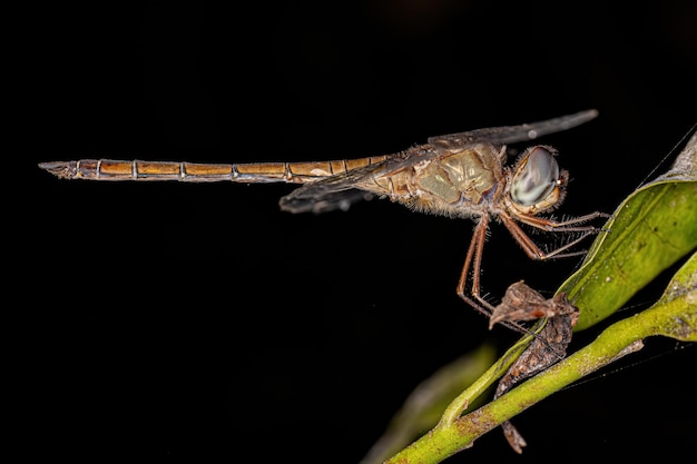 Adult Evening Skimmer Insect