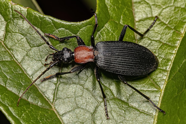 Adult False Bombardier Beetle