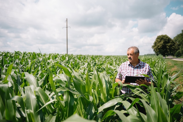 그의 농장에서 식물을 검사하는 성인 농부. 농업 경제학자는 옥수수 밭에서 태블릿을 들고 작물을 조사합니다. 농업 사업 개념. 타블렛으로 옥수수 밭에 서있는 농업 엔지니어.
