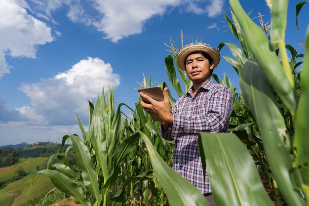 Adult farmer holding tablet in corn field under blue sky in summer