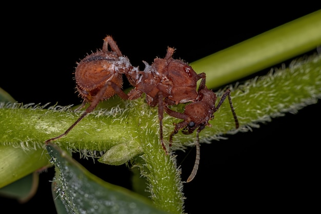 Acromyrmex 속의 성인 암컷 Acromyrmex 잎 절단기 여왕 개미