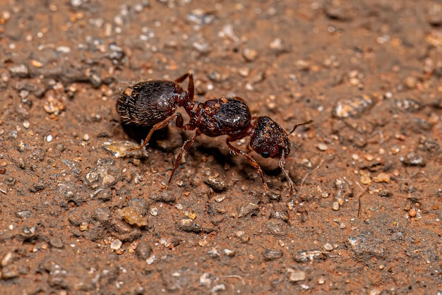 Photo adult female bigheaded ant queen