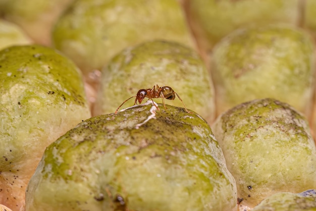 Photo adult female bigheaded ant