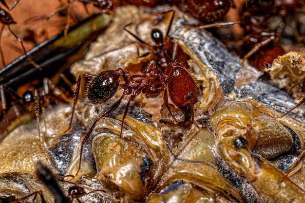 Photo adult female bigheaded ants