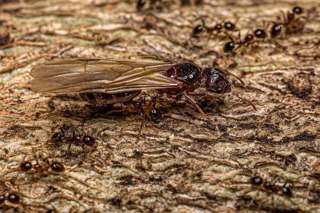 Photo adult female bigheaded ants