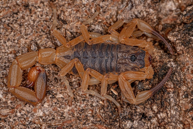 Взрослая самка бразильского желтого скорпиона вида Tityus serrulatus