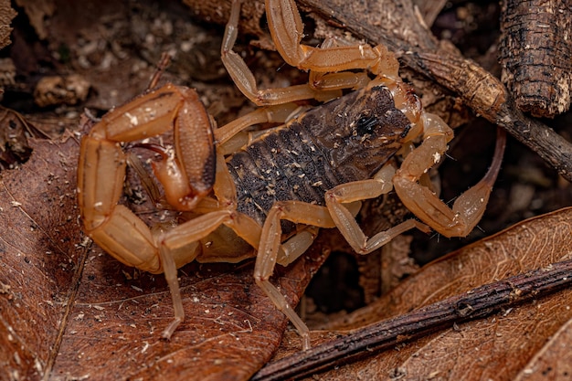 Photo adult female brazilian yellow scorpion of the species tityus serrulatus