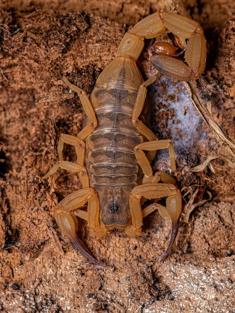 Photo adult female brazilian yellow scorpion