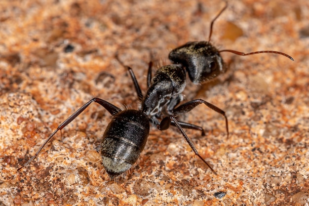 Adult Female Carpenter Ant of the genus Camponotus