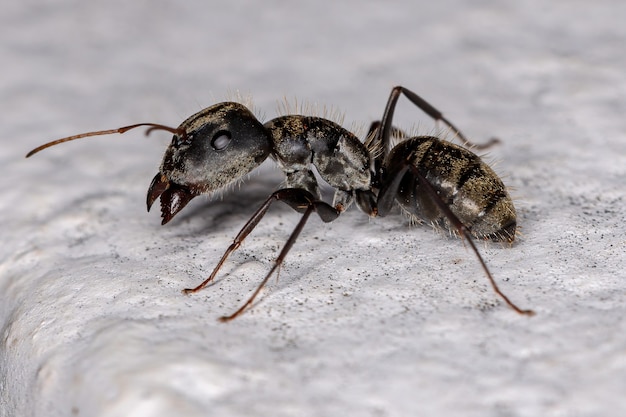 Adult Female Carpenter Ant of the genus Camponotus