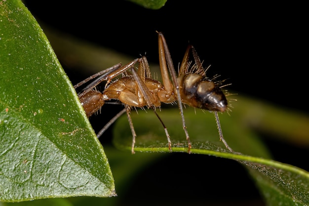 Camponotus 속의 성체 암컷 목수개미