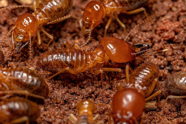 Adult Female Carpenter Ant of the genus Camponotus