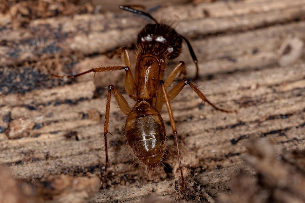 Adult Female Carpenter Ant