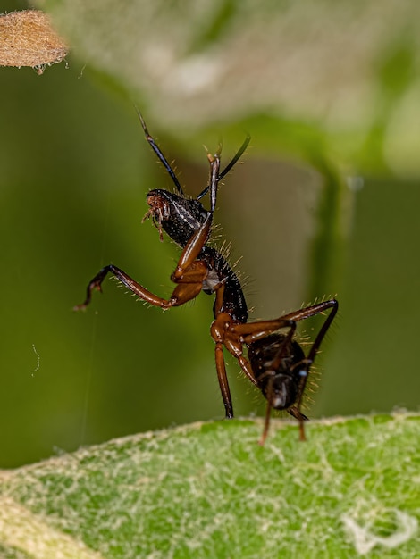 Взрослая самка муравья-плотника