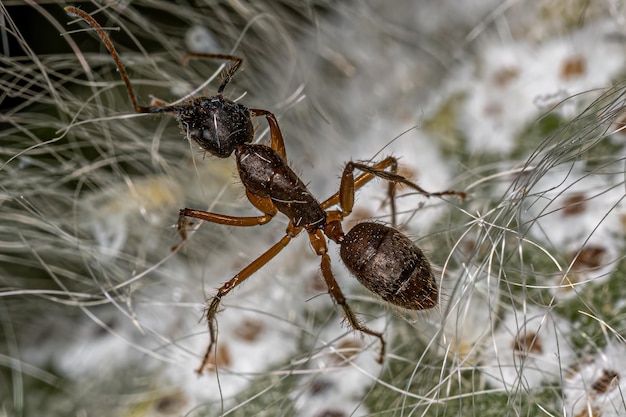 Adult Female Carpenter Ant