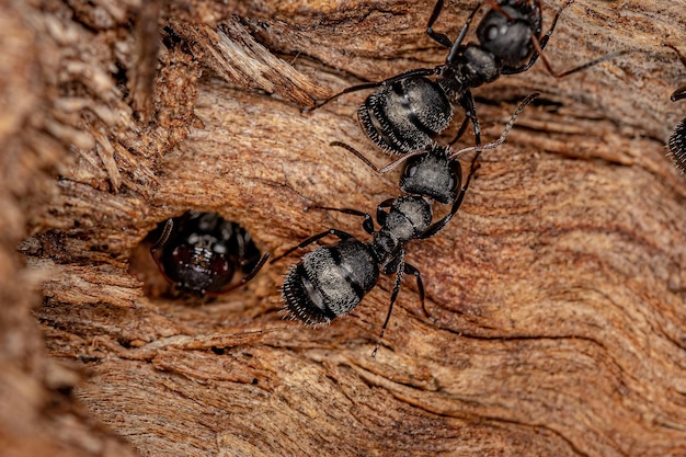 Adult female carpenter ants of the genus camponotus