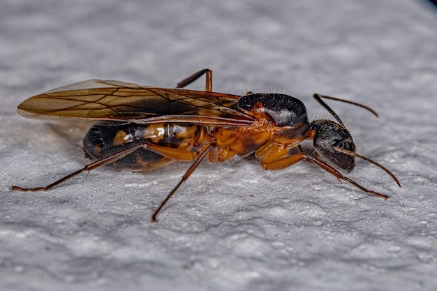 Camponotus 속의 성인 여성 목수 여왕 개미