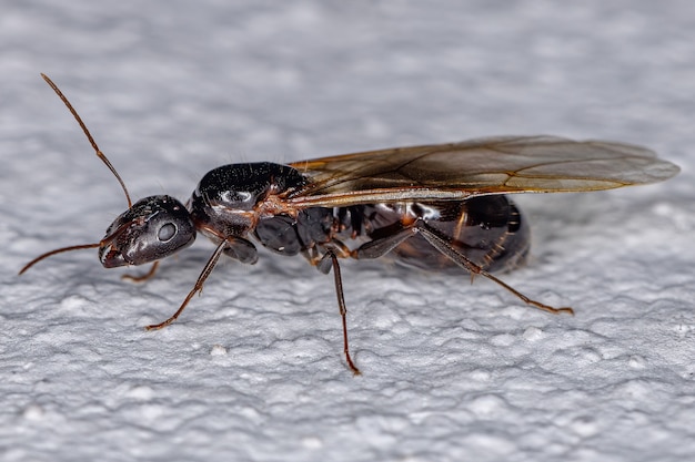 Camponotus 속의 성인 여성 목수 여왕 개미