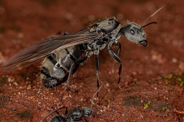 Взрослая самка королевы муравьев-плотников из рода Camponotus