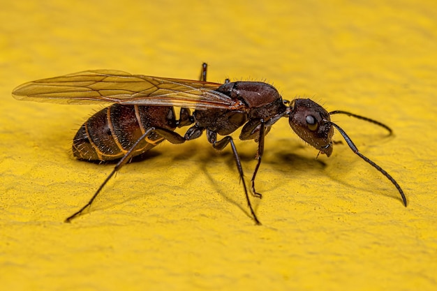 Adult Female Carpenter Queen Ant