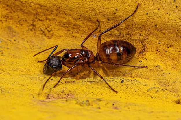 Adult Female Carpenter Queen Ant