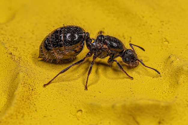 Adult Female Cocktail Ant Queen