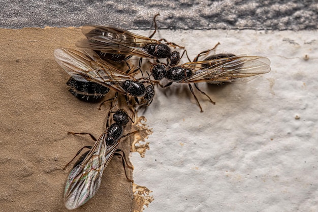 Adult Female Cocktail Ant