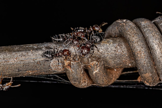 Adult Female Cocktail Ants